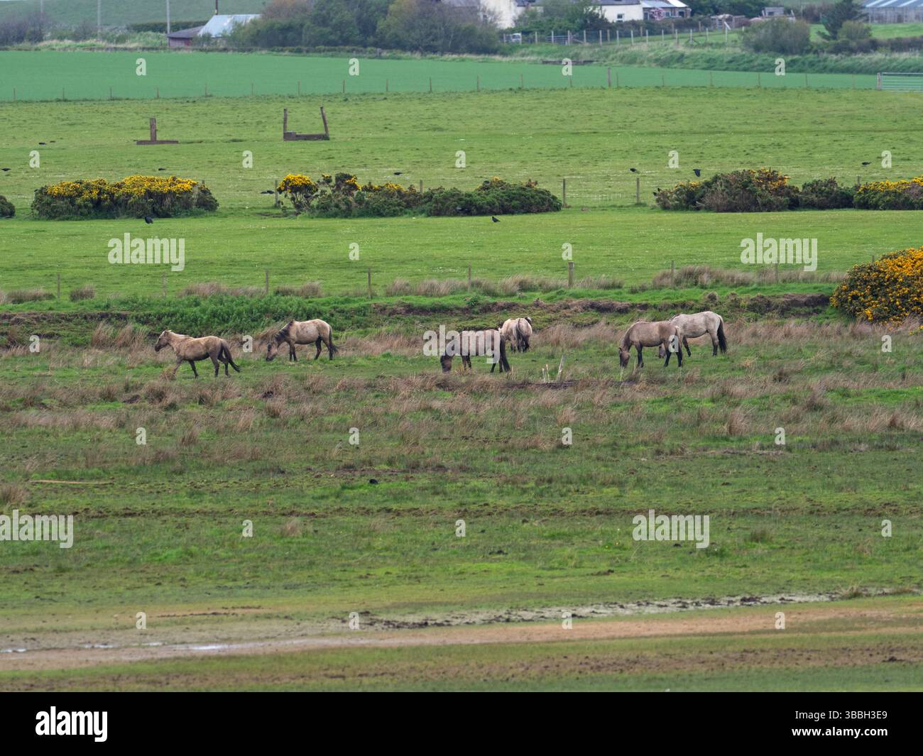 Poney Konic Equus ferus caballus Group pâturant prairies humides, réserve RSPB du Loch of Strathbeg, Aberdeenshire, Écosse, Royaume-Uni, mai 2019 Banque D'Images