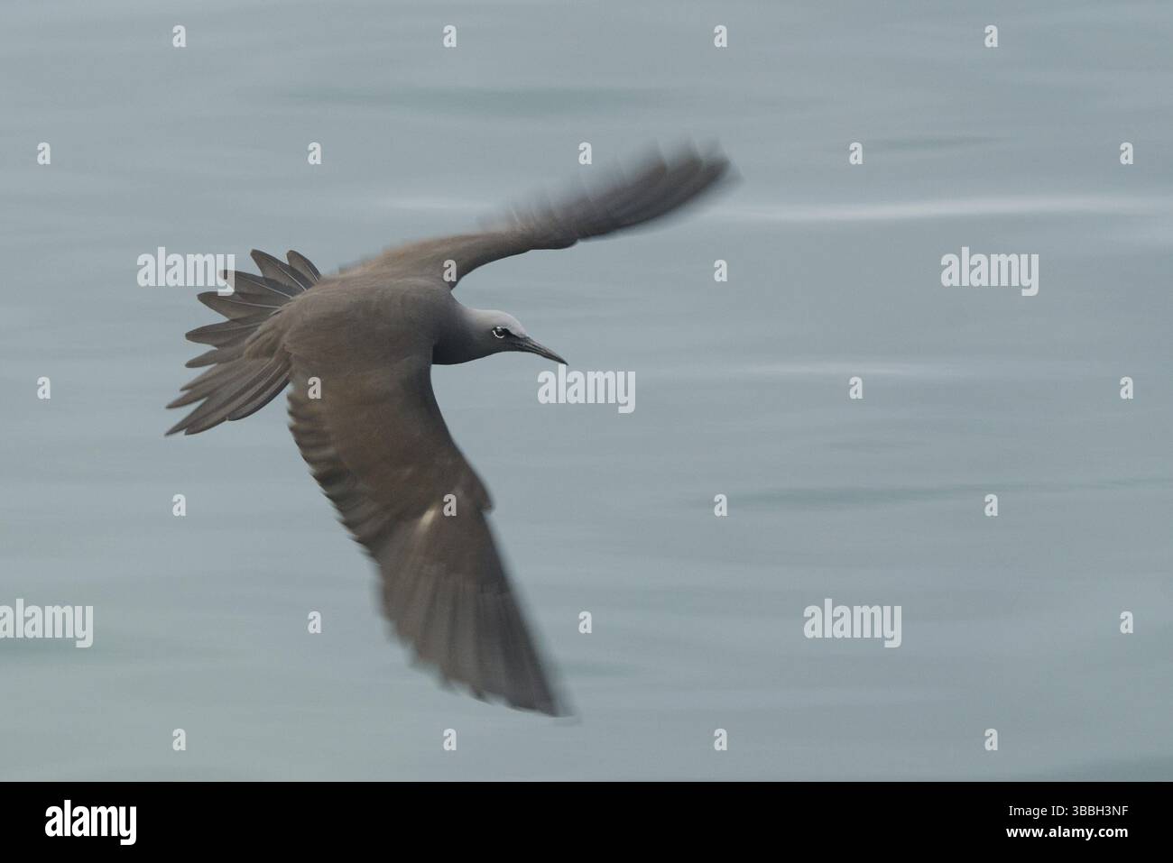 Brown Noddy (Anous stolidus) volant, Galapagos, Équateur, Amérique du Sud Banque D'Images