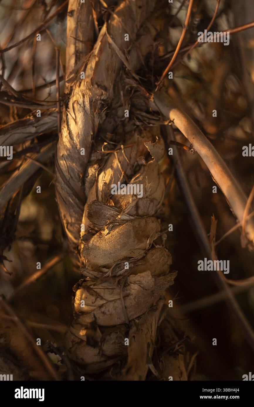 Écorce sèche et fibres éclairées par la lumière douce du soleil du soir, mettant en valeur les textures naturelles. Banque D'Images