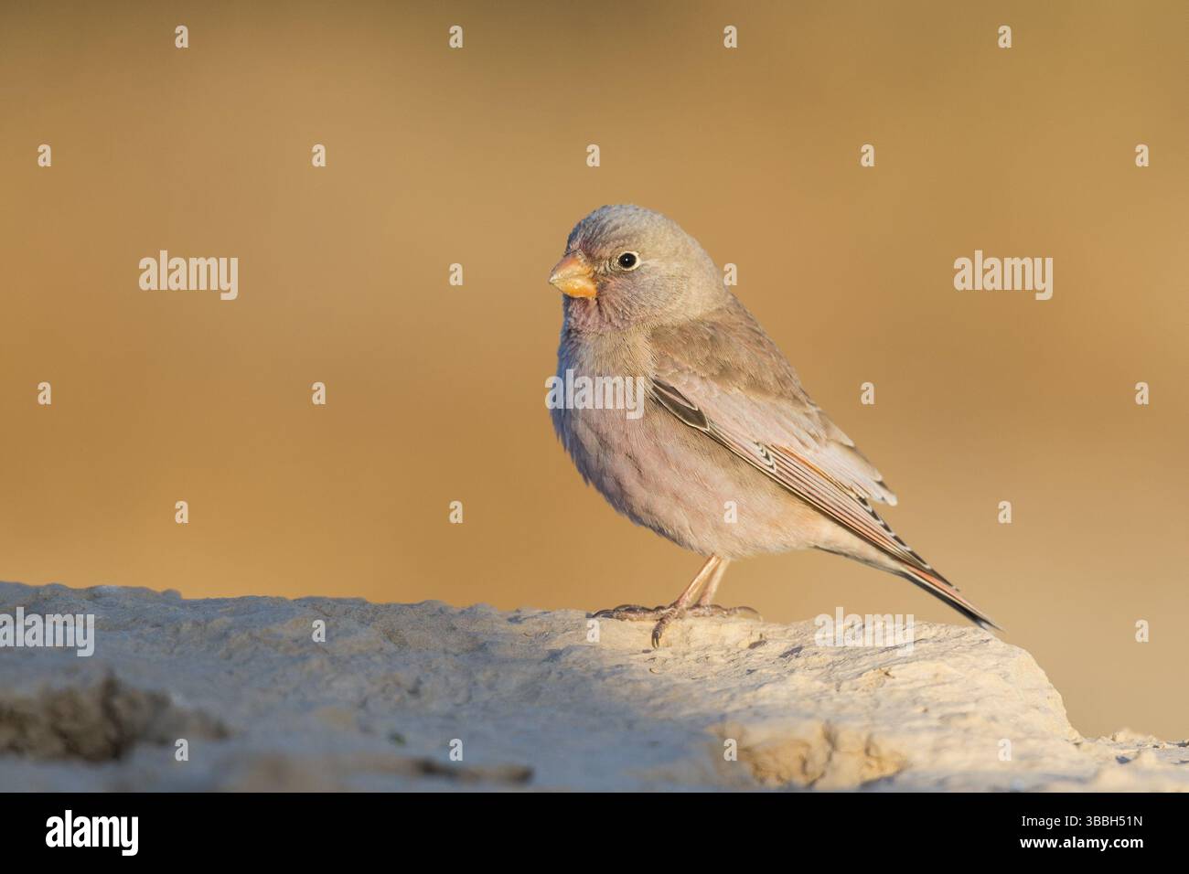 Finch trompettiste (Bucanetes githagineus) mâle, Eilat, Israël, Asie Banque D'Images