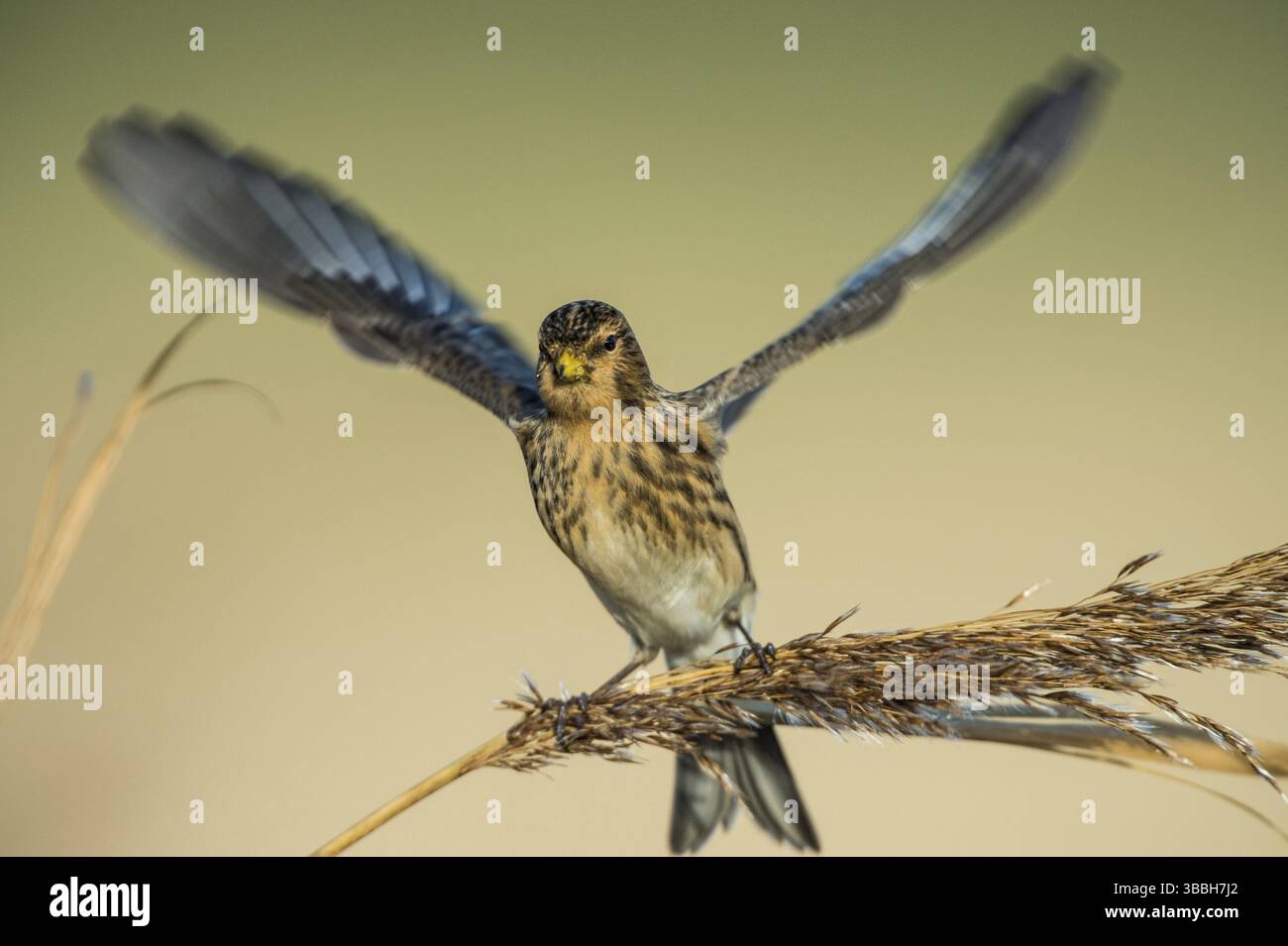 Twite (Linaria flavirostris), Schleswig-Holstein, Allemagne, Europe Banque D'Images