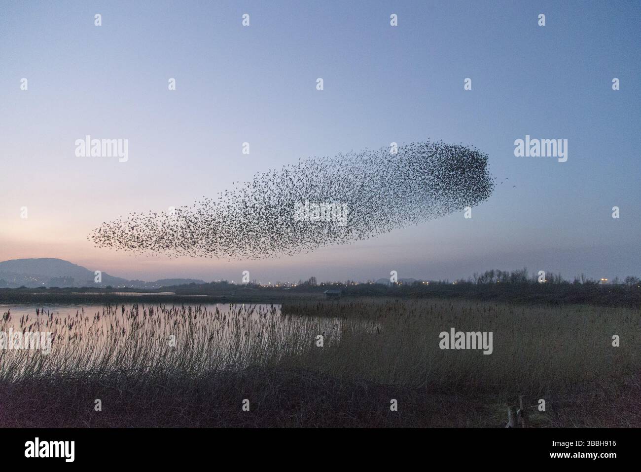 Starling commun (Sturnus vulgaris) énorme troupeau volant en formation, pays de Galles, Royaume-Uni, Europe Banque D'Images