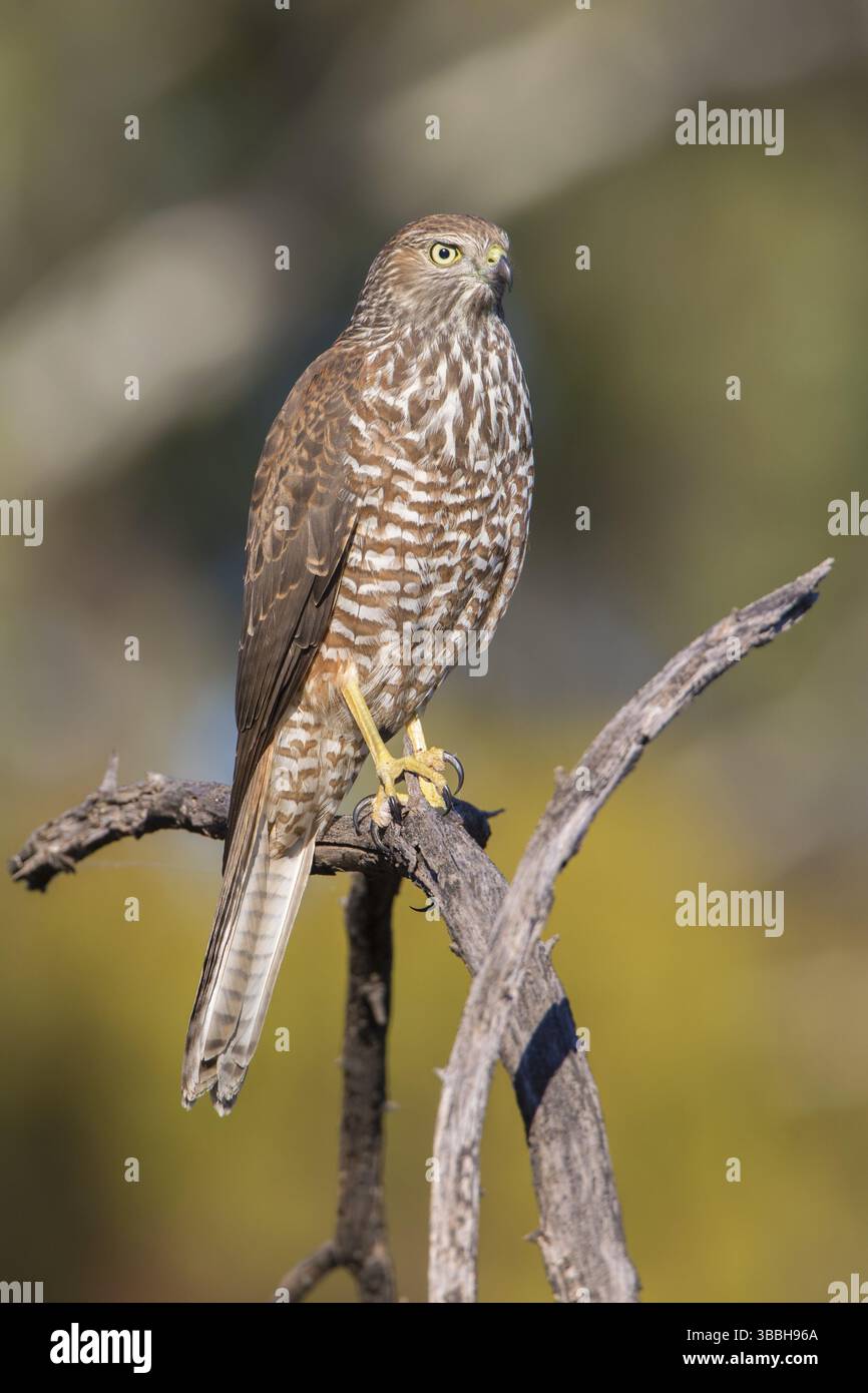 Juvénile de Goshawk brun (Accipiter fasciatus) perché sur une branche, Nouvelle-Galles du Sud, Australie, Océanie Banque D'Images