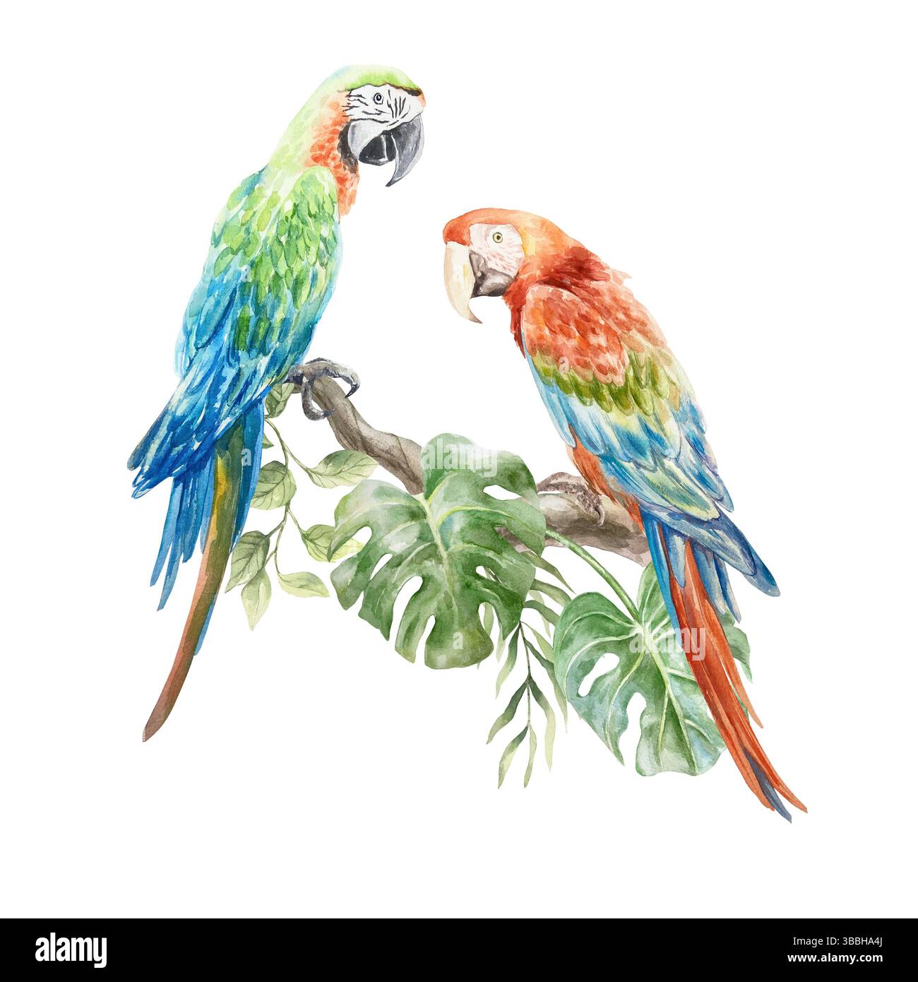 Perroquets d'aras assis sur une branche d'arbre tropical avec des feuilles de monstera et de palmier. Illustration d'aquarelle dessinée à la main isolée sur blanc. Pour les cartes postales Banque D'Images