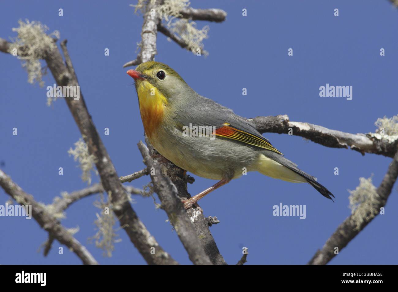 Leiothrix à bec rouge, Leiothrix lutea Banque D'Images