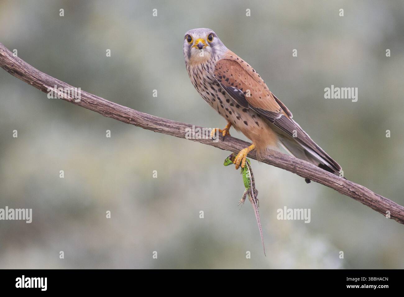 Cestrel commun (Falco tinnunculus) mâle perché sur une branche avec un lézard dans ses griffes, Subotica, Serbie, Europe Banque D'Images