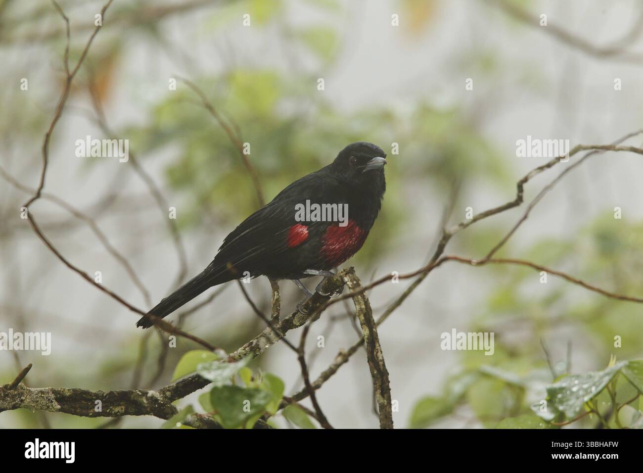 Oriole noir et cramoisi (Oriolus cruentus) mâle, Fraser's Hill, Malaisie, Asie Banque D'Images