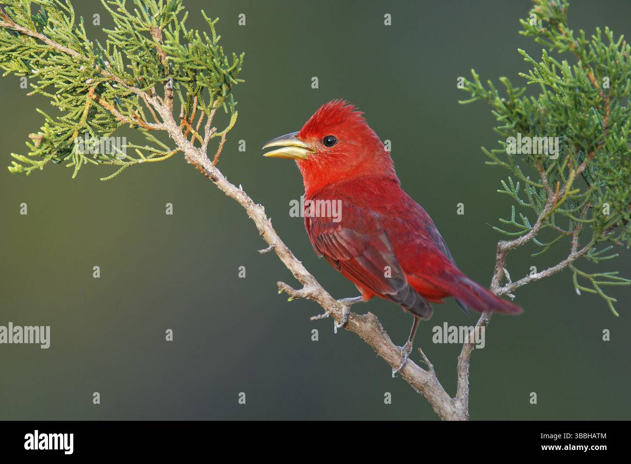Summer Tanager (Piranga rubra) chant, Texas, USA, Amérique du Nord Banque D'Images