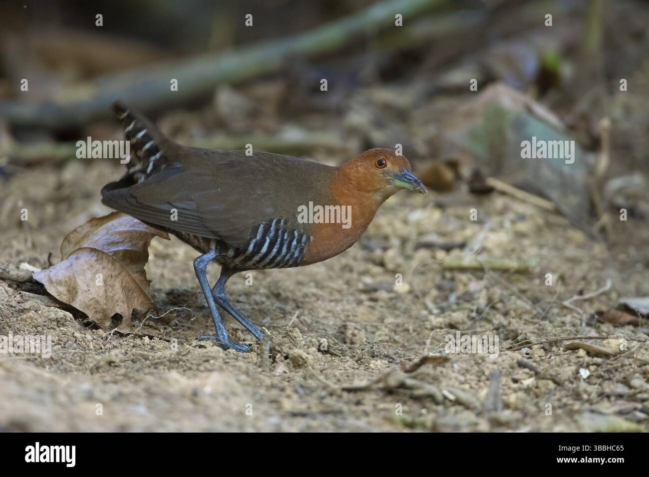 Hinduralle (Rallina eurizonoides), Parc National de Cat Tien, Vietnam, Asie Banque D'Images