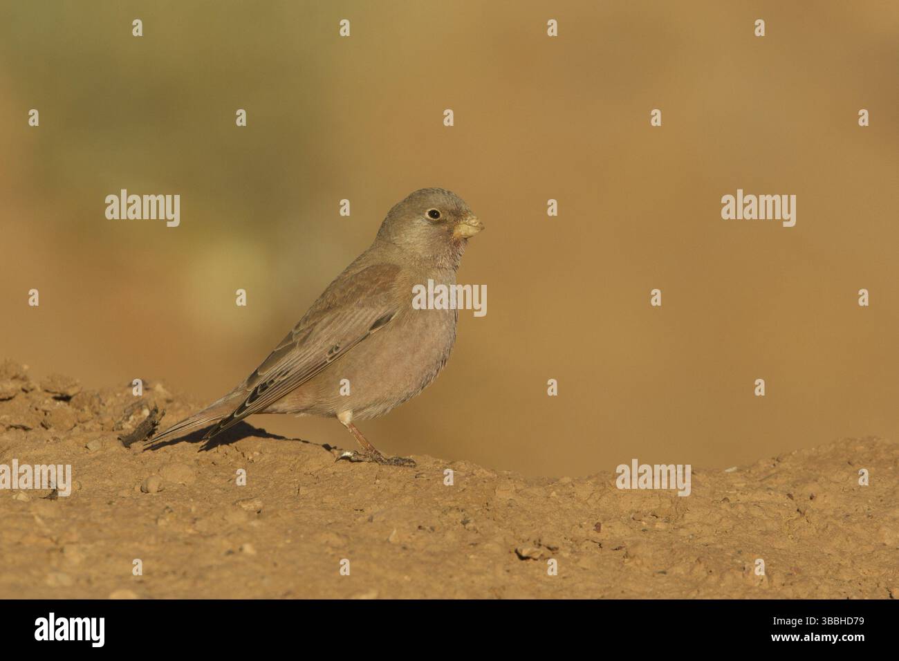 Finch trompettiste (Bucanetes githagineus), Maroc, Afrique Banque D'Images