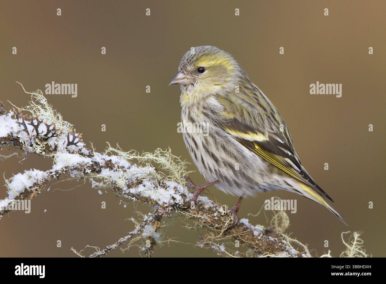 Eurasian Siskin (Spinus spinus) femelle, composé Gallen, Switzerland, Europe Banque D'Images