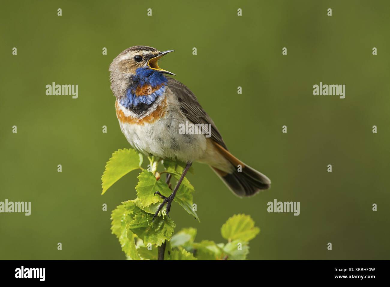 Blaukehlchen rotsterniges (Luscinia svecica svecica) Bluethroat, mâle Banque D'Images