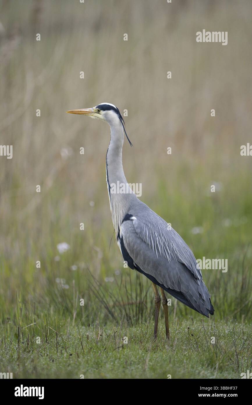 Graureiher (Ardea cinerea), Heron gris, Altvogel, morgens, avril, Insel Texel, Nordsee, Nordholland, Niederlande Banque D'Images