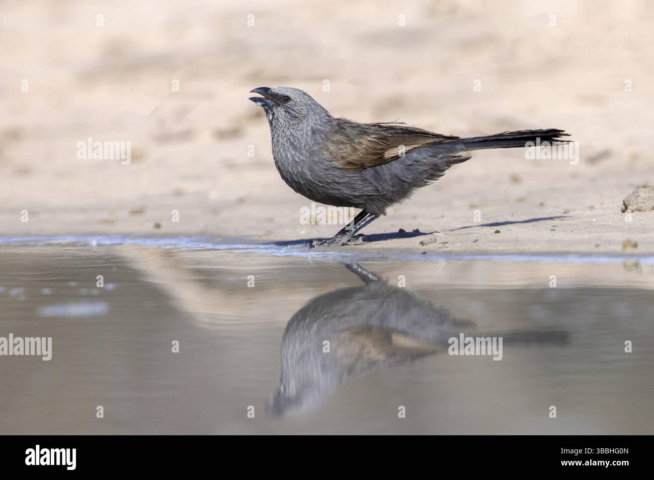 Oiseau apostléaire (Struthidea cinerea) buvant dans un point d'eau, Victoria, Australie, Océanie Banque D'Images