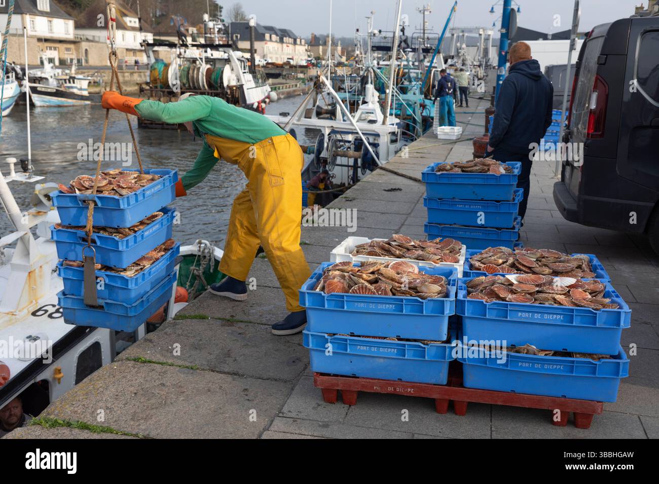 Débarquement de pétoncles sur le quai du port de pêche de Port en Bessin, Port en Bessin, département du Calvados, Normandie, France, Europe Banque D'Images