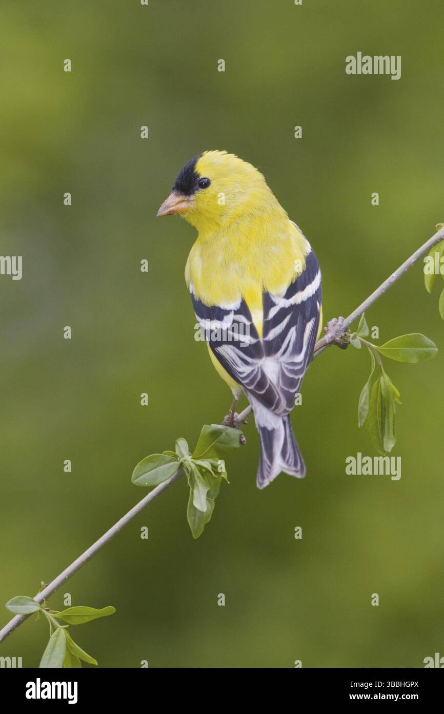 American Goldfinch (Spinus tristis) mâle, Colombie-Britannique, Canada, Amérique du Nord Banque D'Images