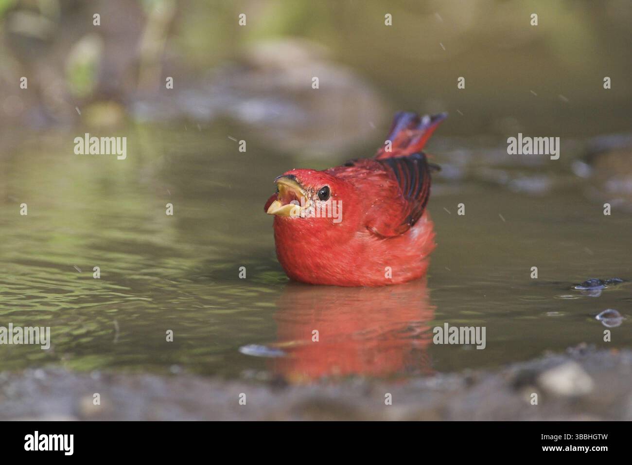 Tanager d'été (Piranga rubra) baignade masculine, Costa Rica, Amérique centrale Banque D'Images