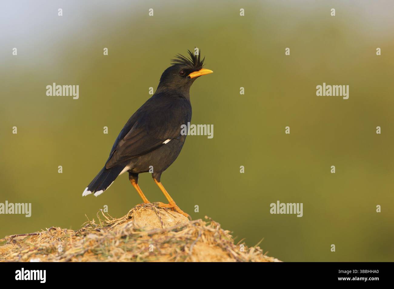 Grand Myna (Acridotheres grandis), Phetchaburi, Thaïlande, Asie Banque D'Images