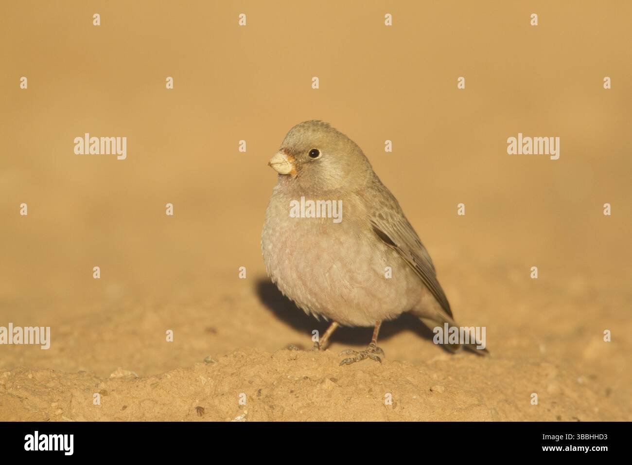 Finch trompettiste (Bucanetes githagineus), Maroc, Afrique Banque D'Images