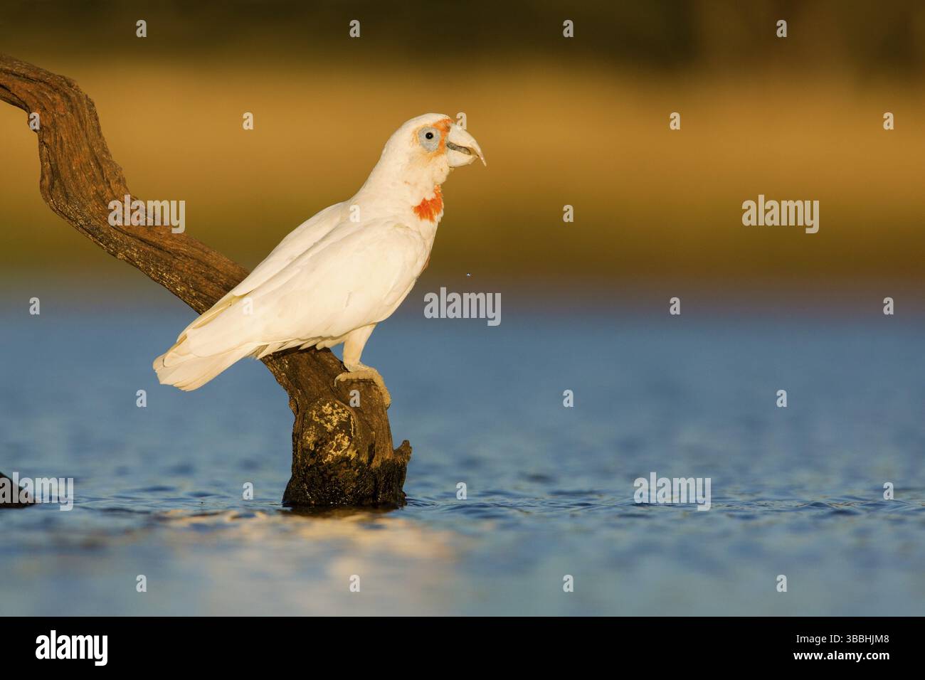 Corella (Cacatua tenuirostris) buvant, perché sur un tronc d'arbre couché dans l'eau, Victoria, Australie, Océanie Banque D'Images
