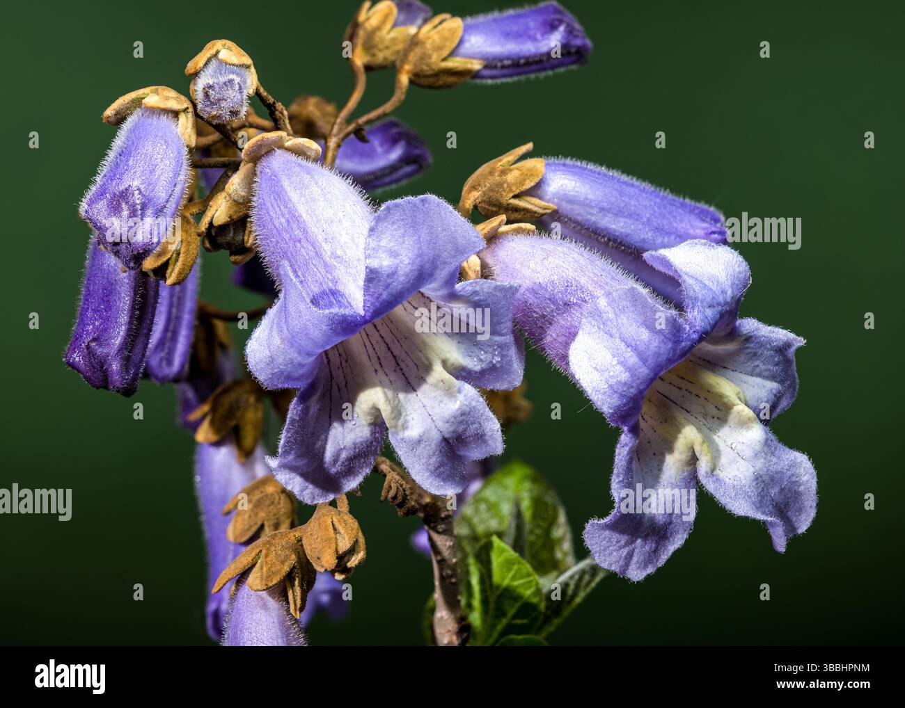 Élégant violet clair Paulownia fleurs fleurissant au printemps Banque D'Images