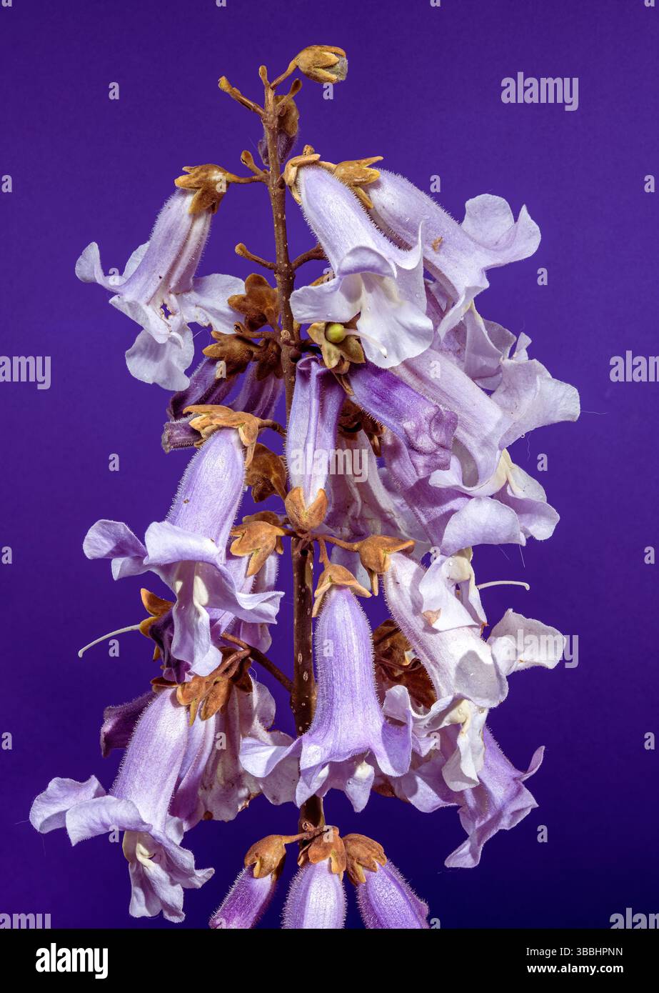 Élégant violet clair Paulownia fleurs fleurissant au printemps Banque D'Images
