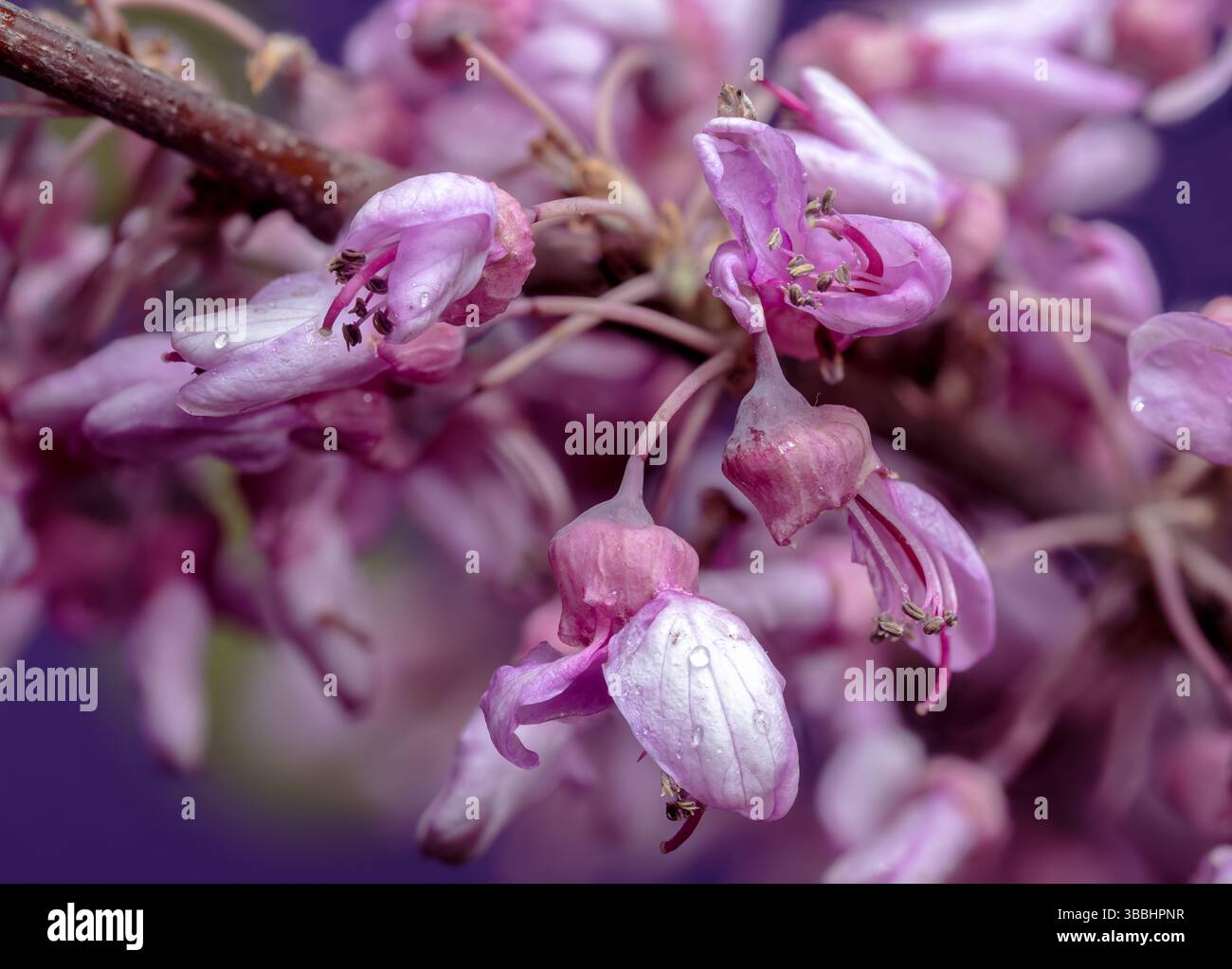 Abondante rose Redbud fleurit contre un violet vibrant Banque D'Images