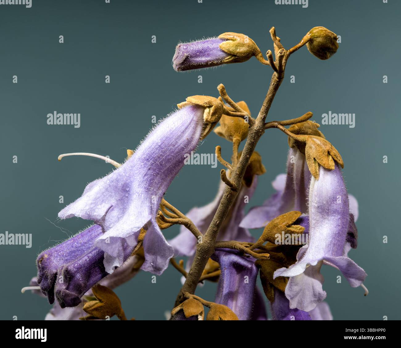 Élégant violet clair Paulownia fleurs fleurissant au printemps Banque D'Images