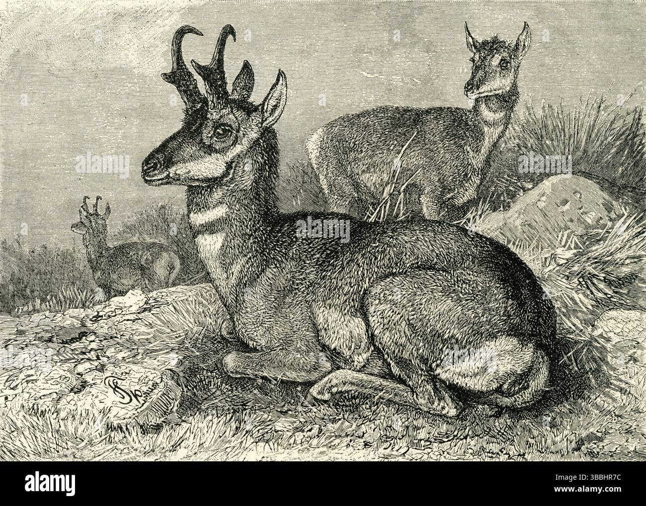 LE PRONGHORN / pronghorn mexicain ( Antilocapra americana ) - troupeau de pronghorn à pied de flotte reposant sur les prairies occidentales Banque D'Images