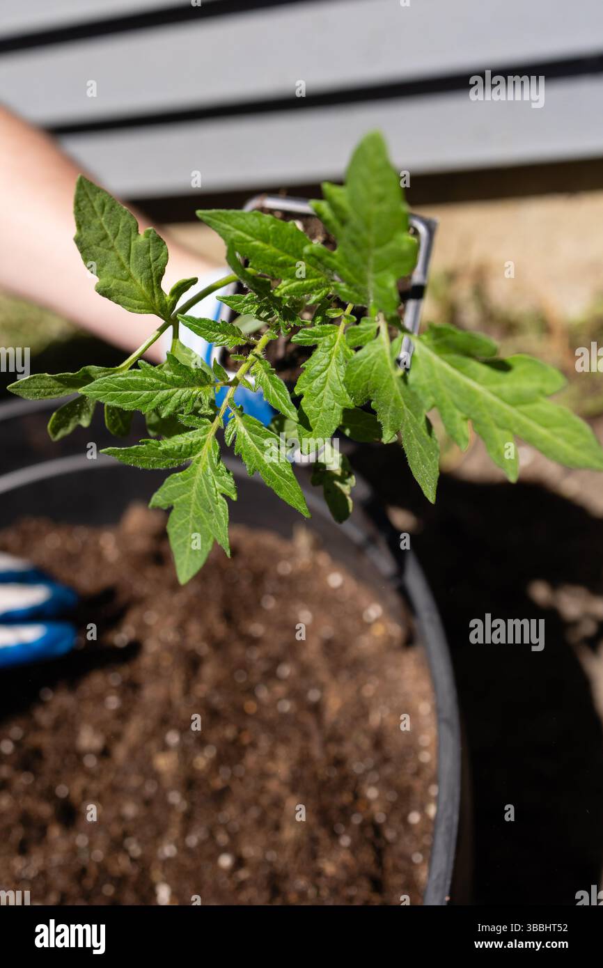 Gros plan de semis de tomates tenus au-dessus d'un récipient de terre. Banque D'Images