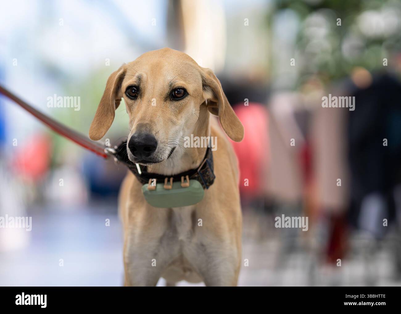 Portrait d'un élégant Sloughi de sable, chien courant arabe. Portrait d'un gris-rond arabe sur fond de café. Café accueillant les chiens. Banque D'Images