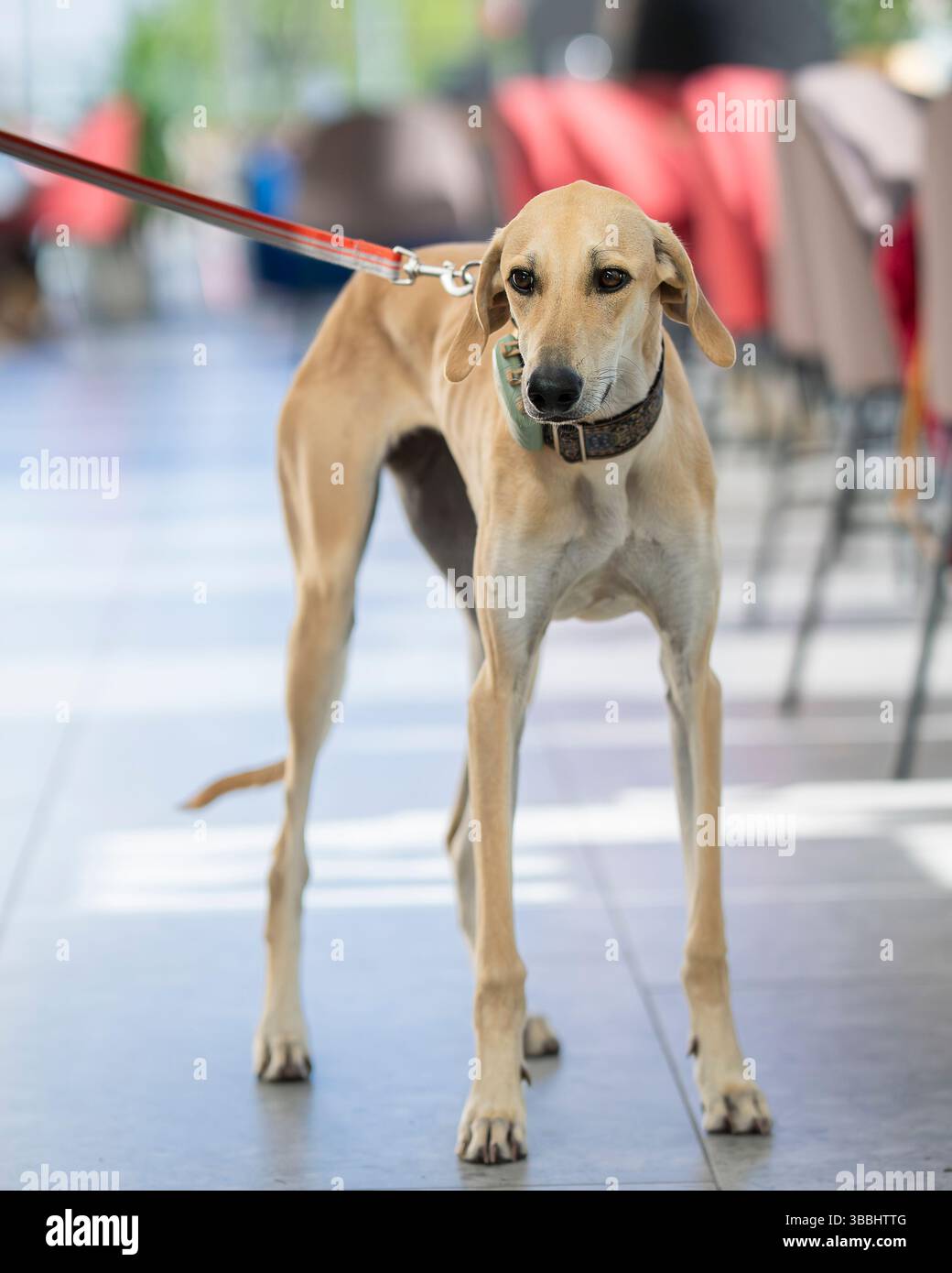 Portrait d'un élégant Sloughi de sable, chien courant arabe. Portrait d'un gris-rond arabe sur fond de café. Café accueillant les chiens. Banque D'Images
