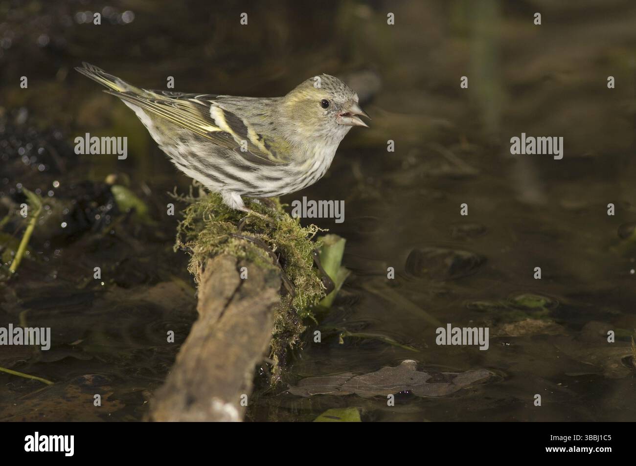 Eurasian Siskin (Spinus spinus) femelle, Saxe, Allemagne, Europe Banque D'Images