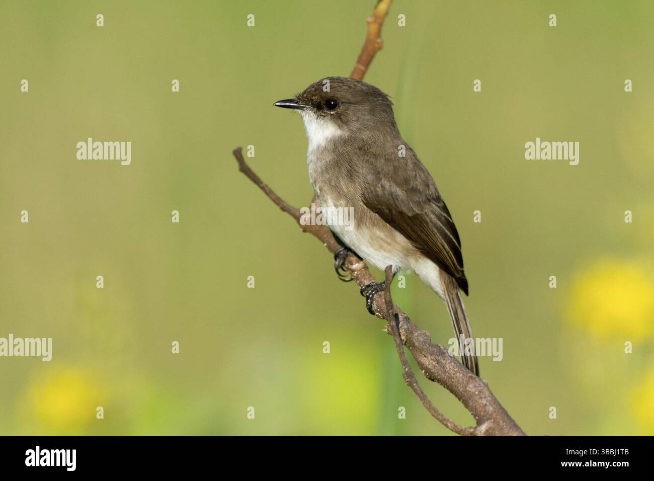 Swamp Flycatcher (Muscicapa aquatica), Wakiso, Ouganda, Afrique Banque D'Images