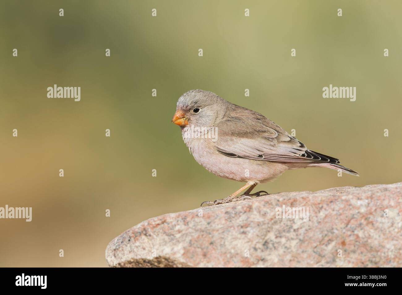 Finch trompettiste (Bucanetes githagineus) mâle, Néguev, Israël, Asie Banque D'Images