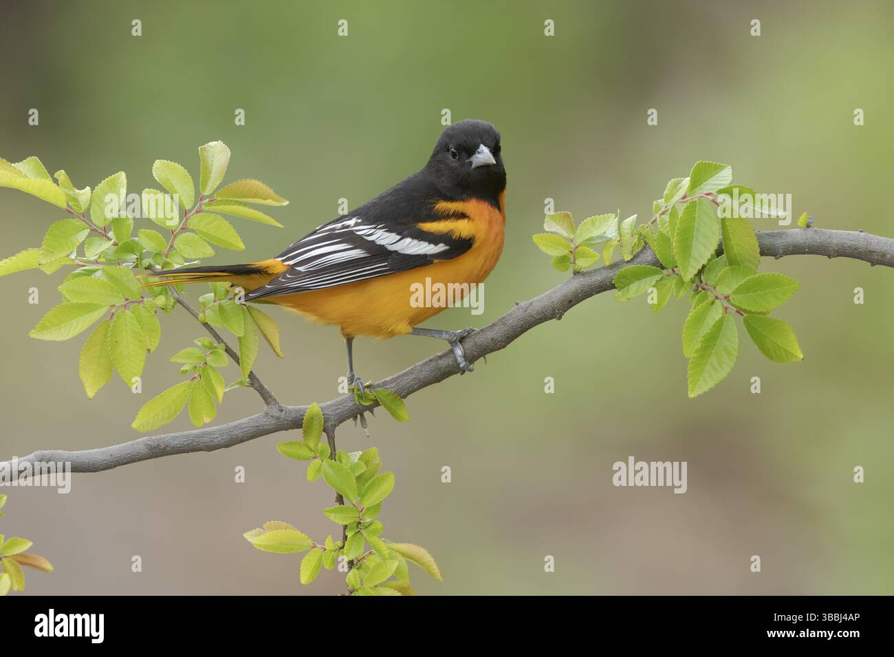 Baltimore Oriole (icterus galbula) mâle, Texas, USA, Amérique du Nord Banque D'Images