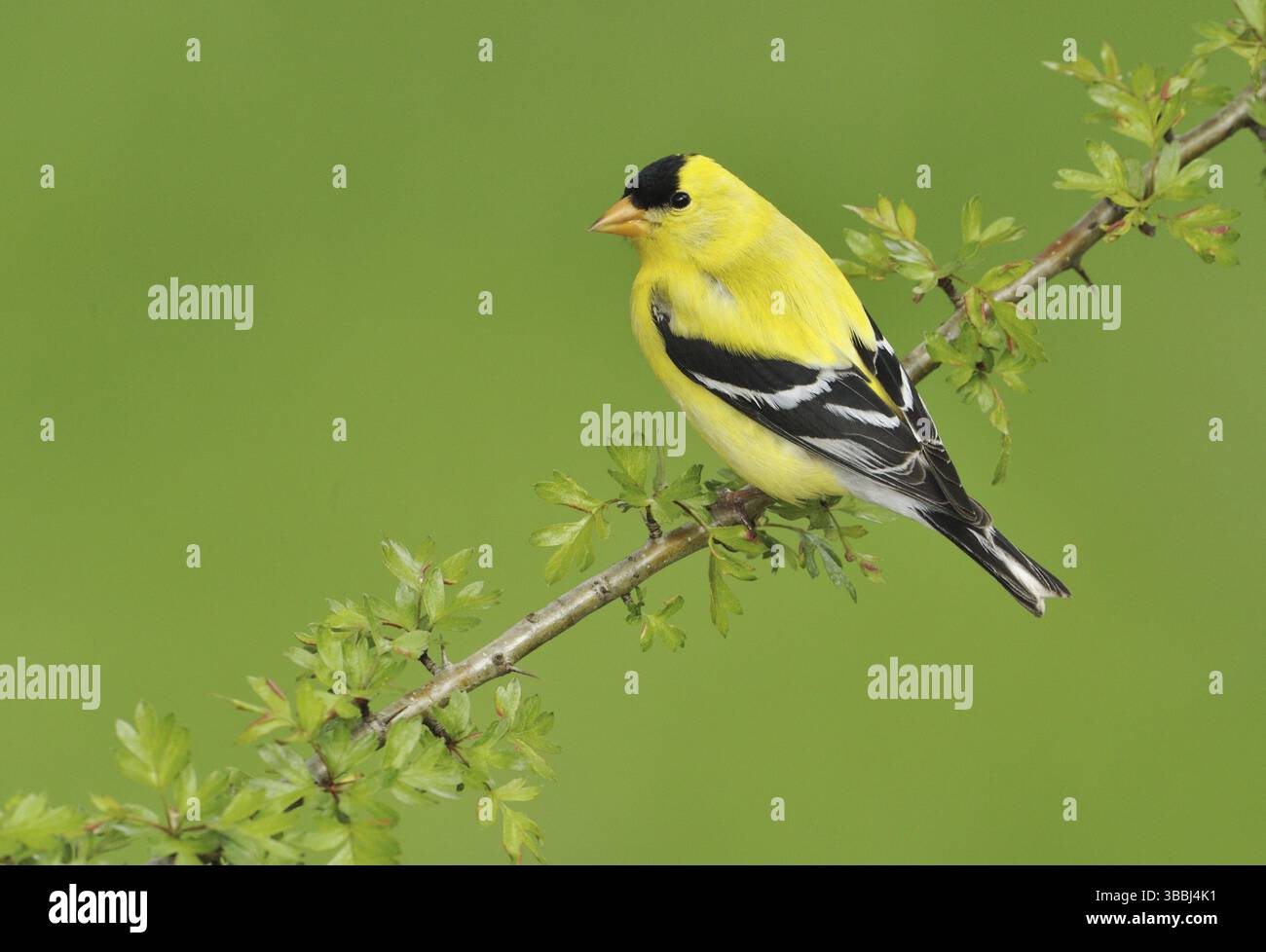 American Goldfinch (Spinus tristis) mâle, Colombie-Britannique, Canada, Amérique du Nord Banque D'Images
