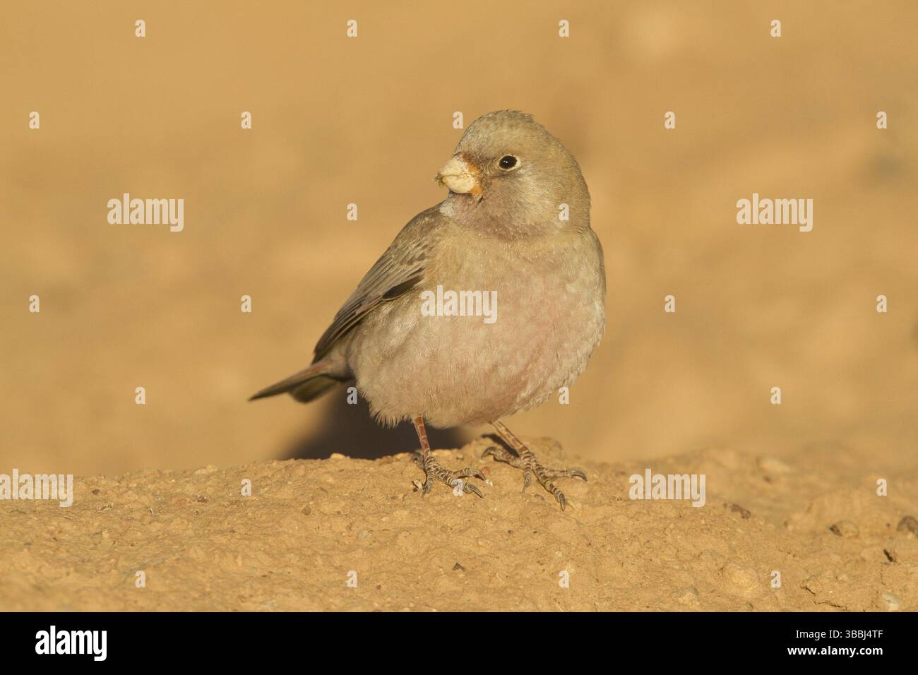 Finch trompettiste (Bucanetes githagineus), Maroc, Afrique Banque D'Images