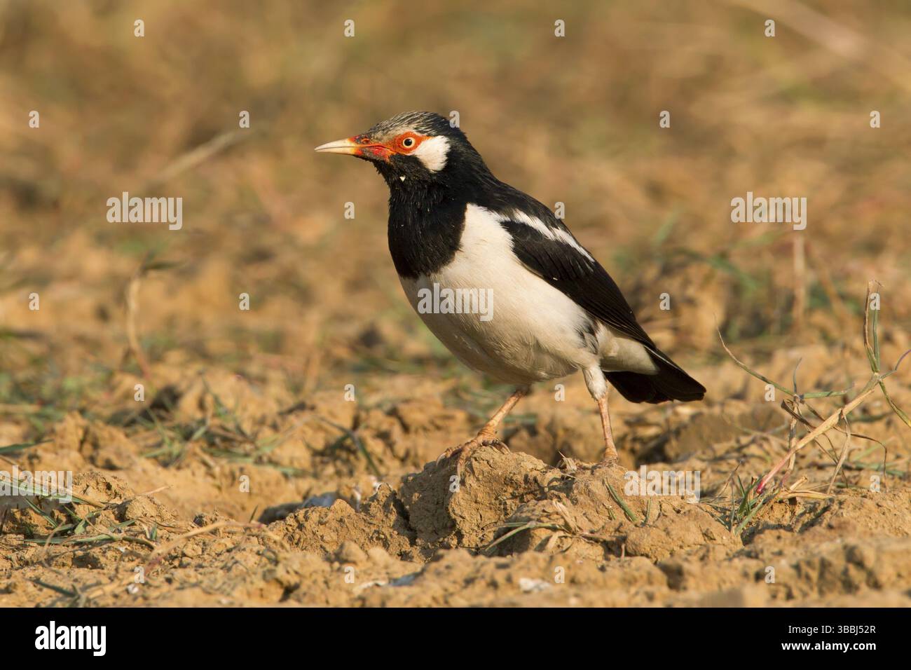 Pied Myna (Gracupica contra), Phetchaburi, Thaïlande, Asie Banque D'Images