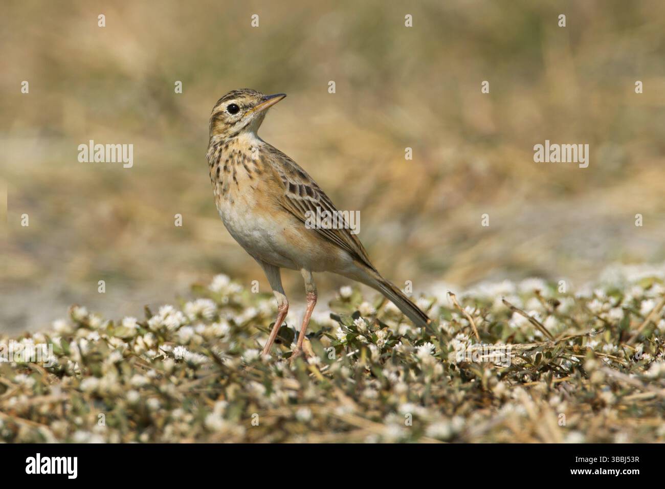 Richard's Pipit (Anthus richardi) perché sur le sol, Phetchaburi, Thaïlande, Asie Banque D'Images