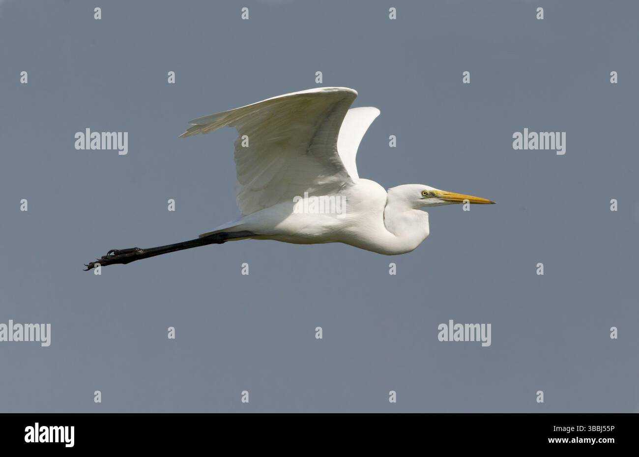 Grande aigrette (Ardea alba) volant, Bueng Boraphet, Thaïlande, Asie Banque D'Images