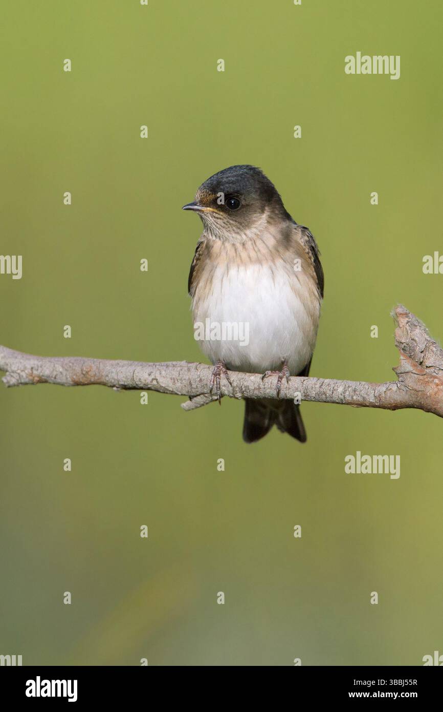 Arbre Martin (Petrochelidon nigricans) juvénile, Victoria, Australie, Océanie Banque D'Images