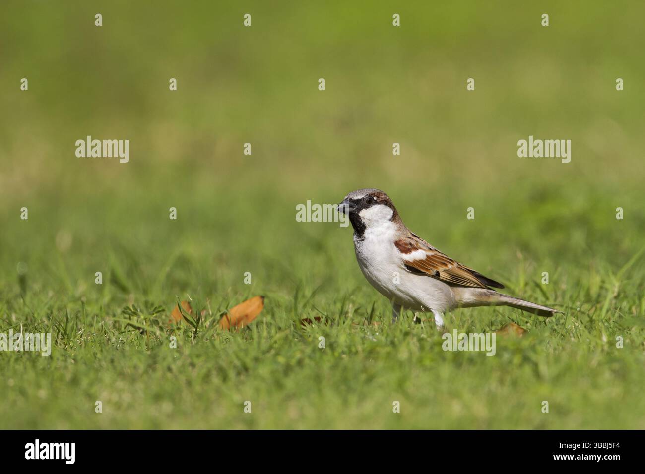 Maison Sparrow - Haussperling - passer domesticus ssp. Hufufae, homme adulte, Oman, Asia Banque D'Images