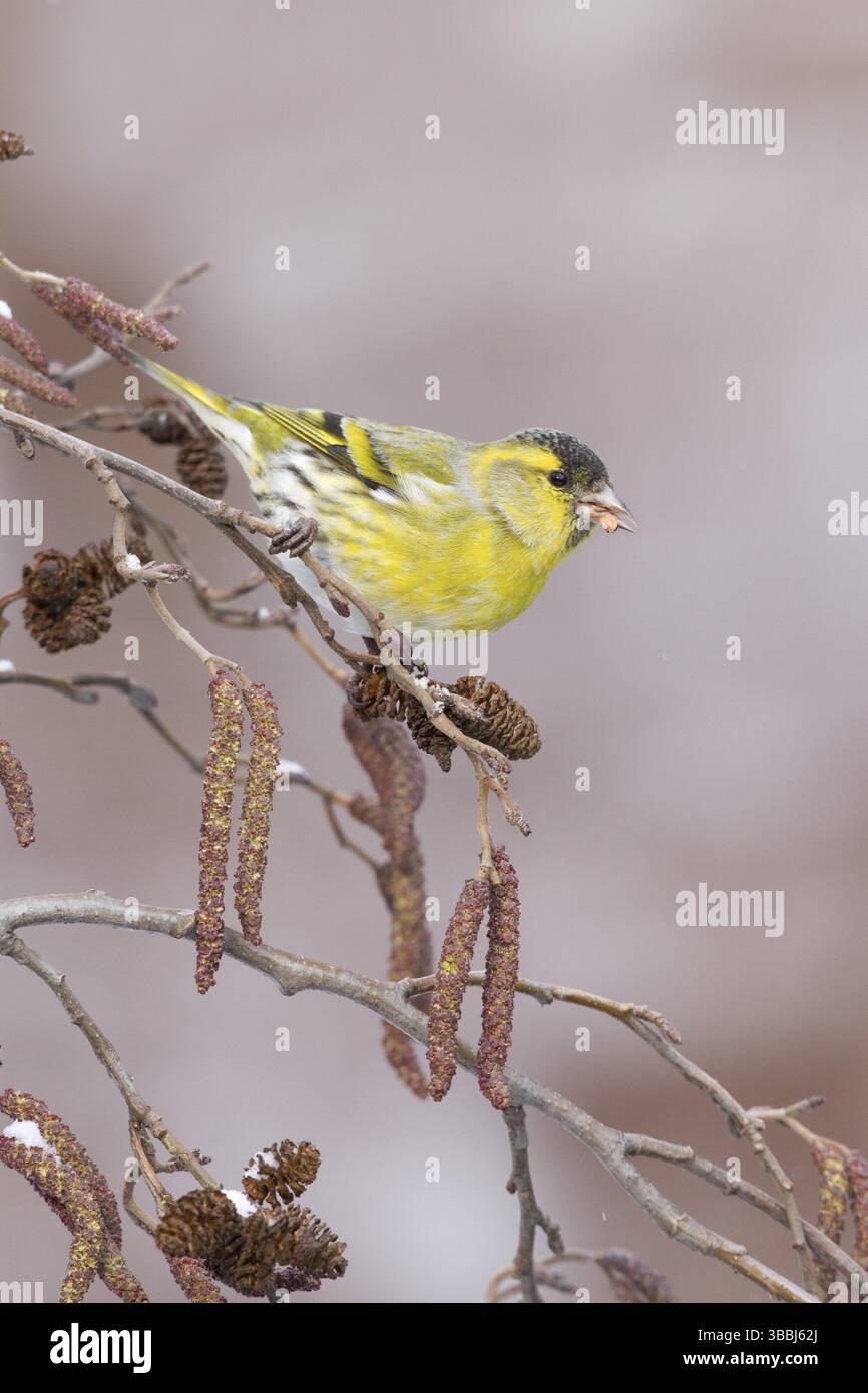 Eurasian Siskin (Spinus spinus) male, composé Gallen, Switzerland, Europe Banque D'Images