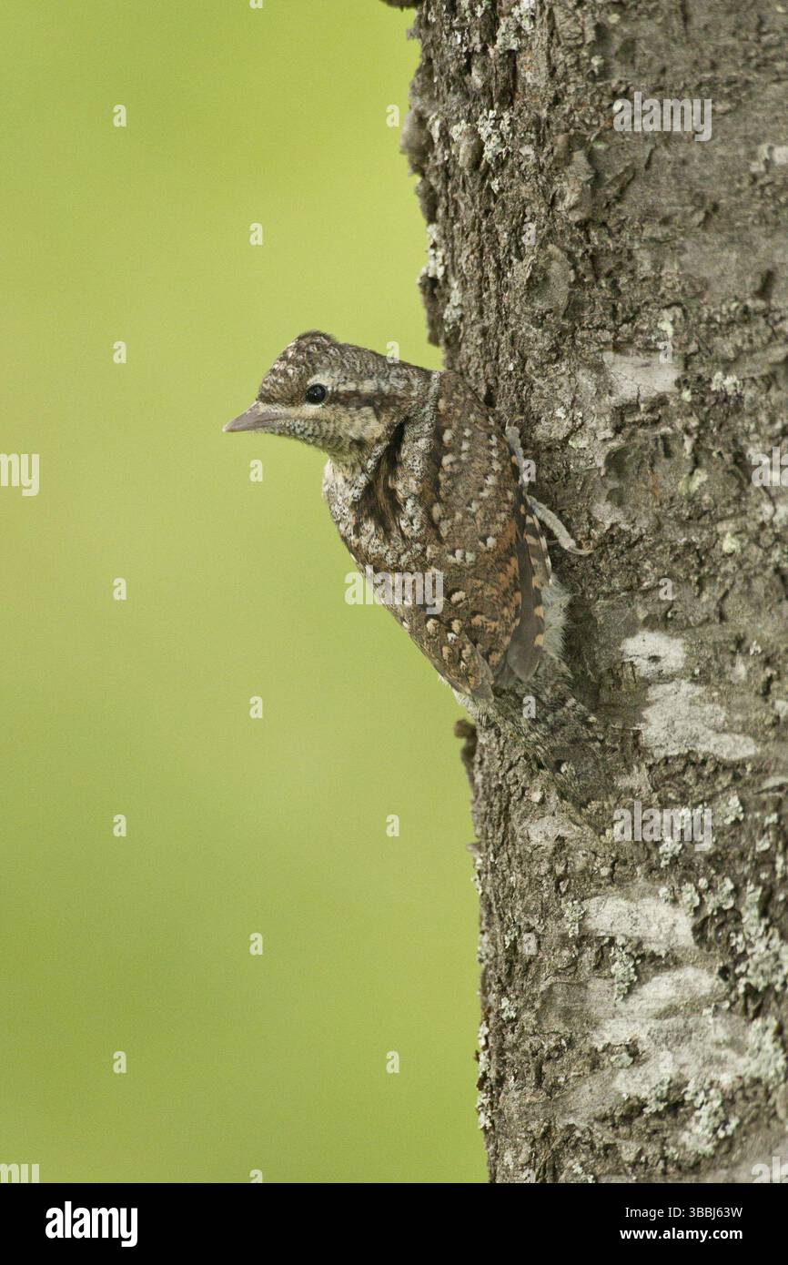 Eurasian Wryneck (Jynx torquilla) Juvenile, Rhénanie-Palatinat, Allemagne, Europe Banque D'Images