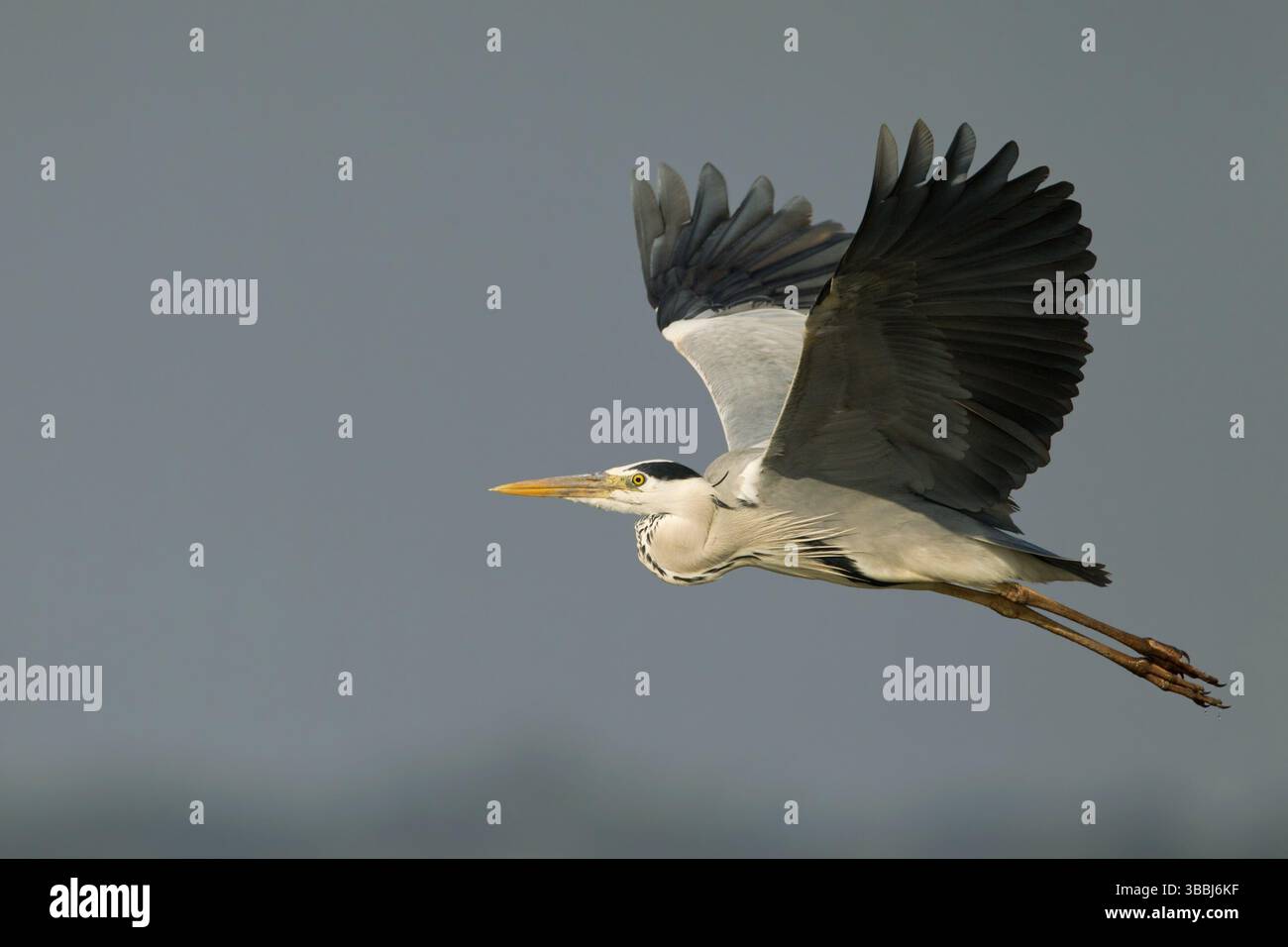 Heron gris (Ardea cinerea) volant, Bueng Boraphet, Thaïlande, Asie Banque D'Images