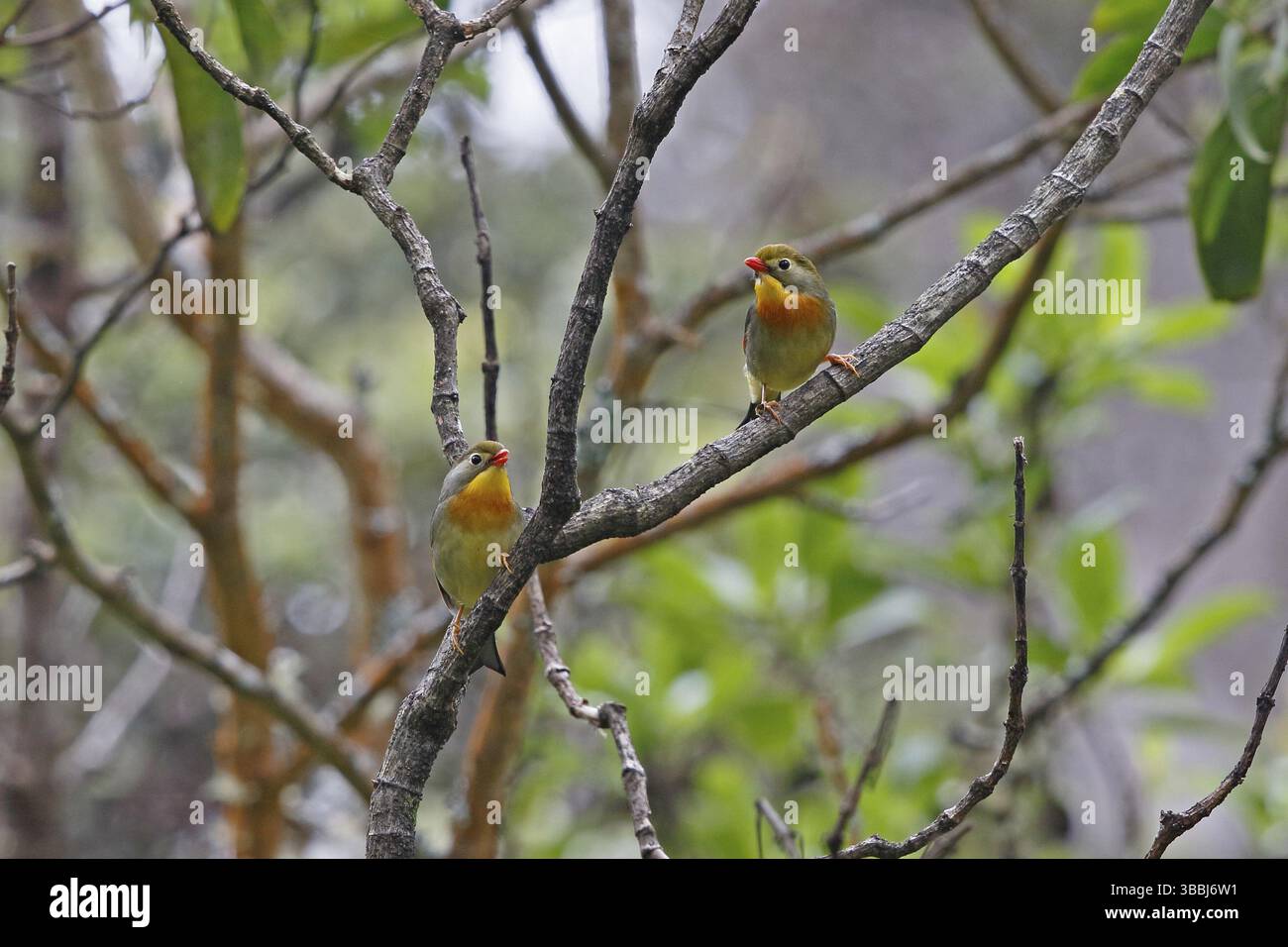 Leiothrix à bec rouge, Leiothrix lutea Banque D'Images