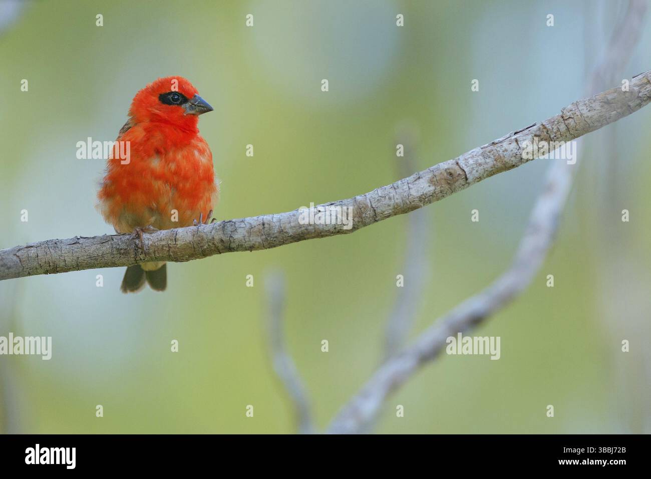 Fody rouge (Foudia madagascariensis) mâle, Bird Island, Seychelles, Afrique Banque D'Images