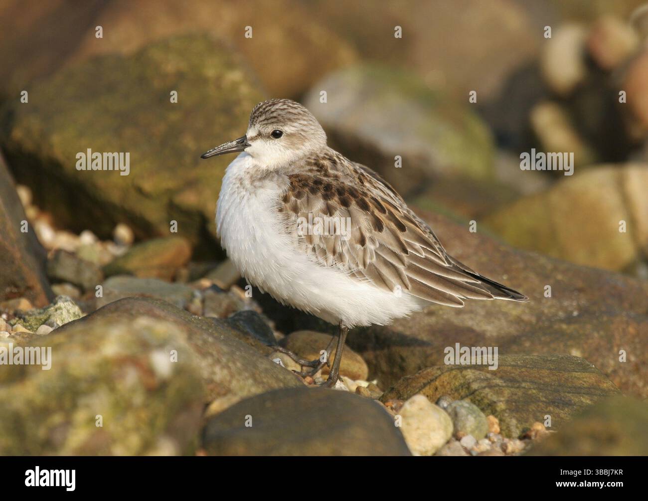Nom de fichier IMG 8822.JPG appareil photo nom de modèle Canon EOS 20D date/heure 02/10/2006 01 :21 :33 TV (vitesse d'obturation) 1/400Sec. AV(valeur d'ouverture) F7.1 Mete Banque D'Images