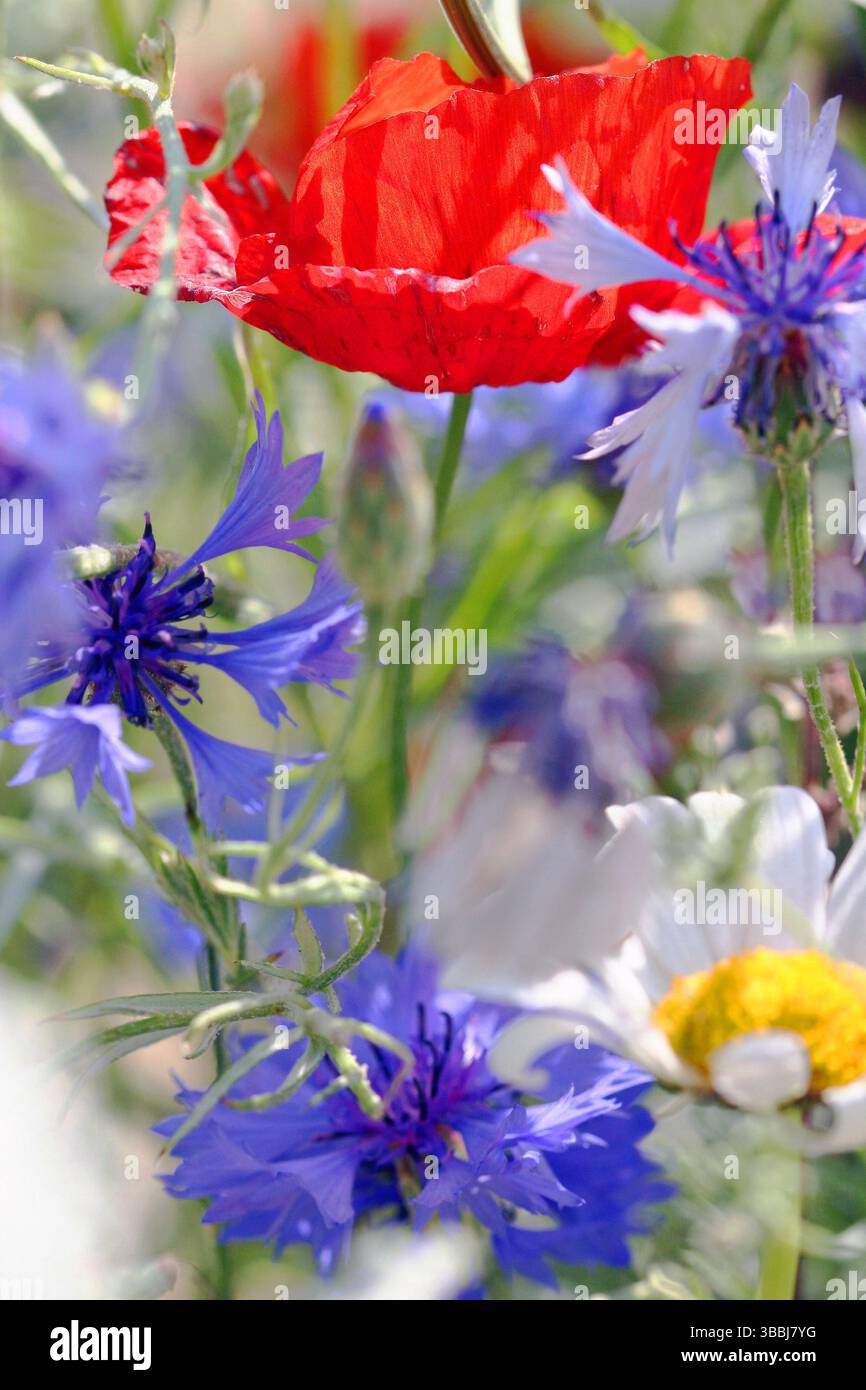 Coquelicot rouge plein cadre emmêlé dans des bleuets bleus dans une image ensoleillée et colorée d'un jardin de fleurs sauvages anglais en juillet. Banque D'Images